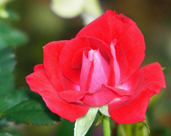 Miss Flippins photo mf2013_07100045_zps4ee7b6d1.jpg